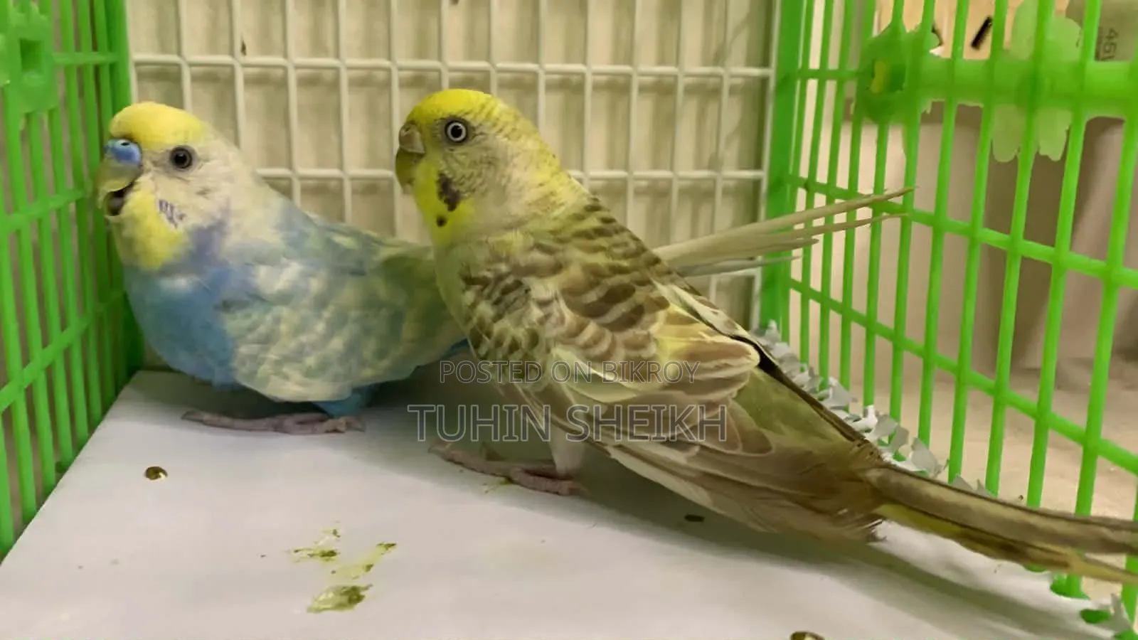 রেইনবো পাখি অল্প দামে বিক্রি হবে