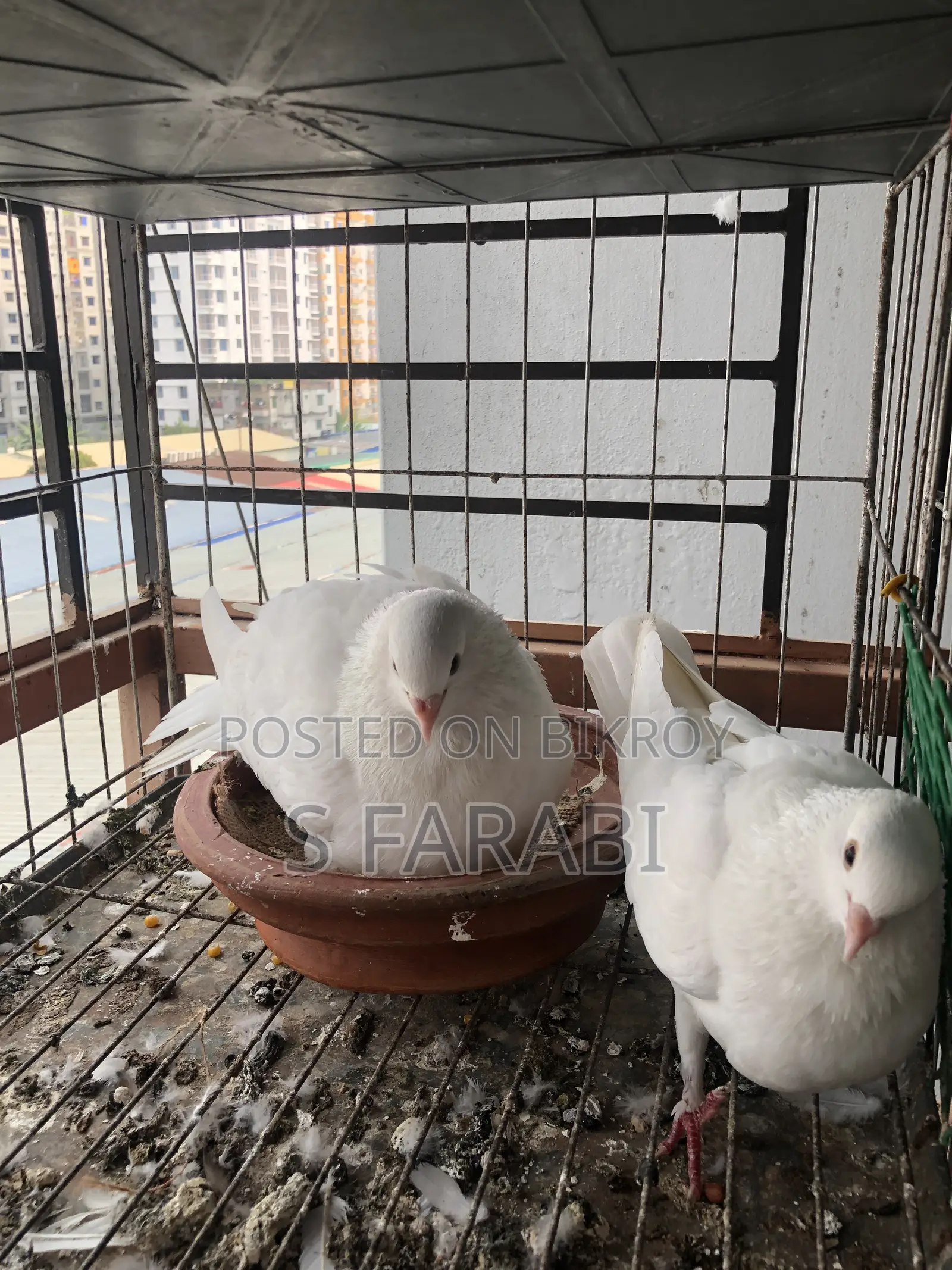 Kagji Pigeon (কাগজি কবুতর)