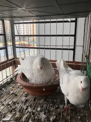 Kagji Pigeon (কাগজি কবুতর)