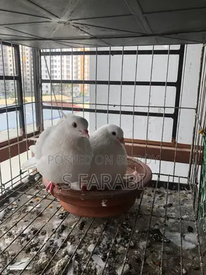 Kagji Pigeon (কাগজি কবুতর)