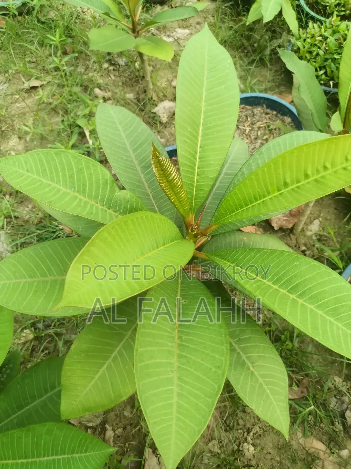 Plumeria Sapling