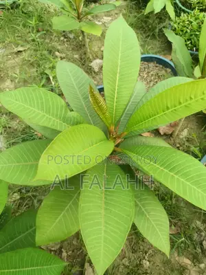 Plumeria Sapling
