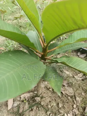 Plumeria Sapling