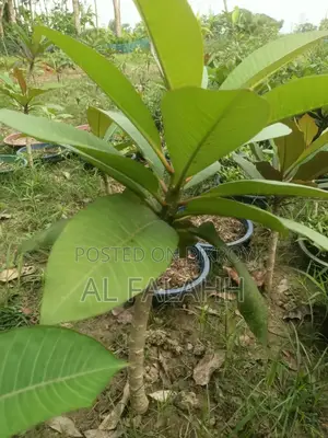 Plumeria Sapling