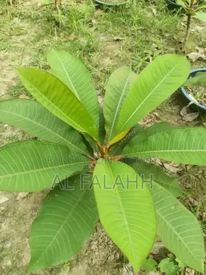 Plumeria Sapling