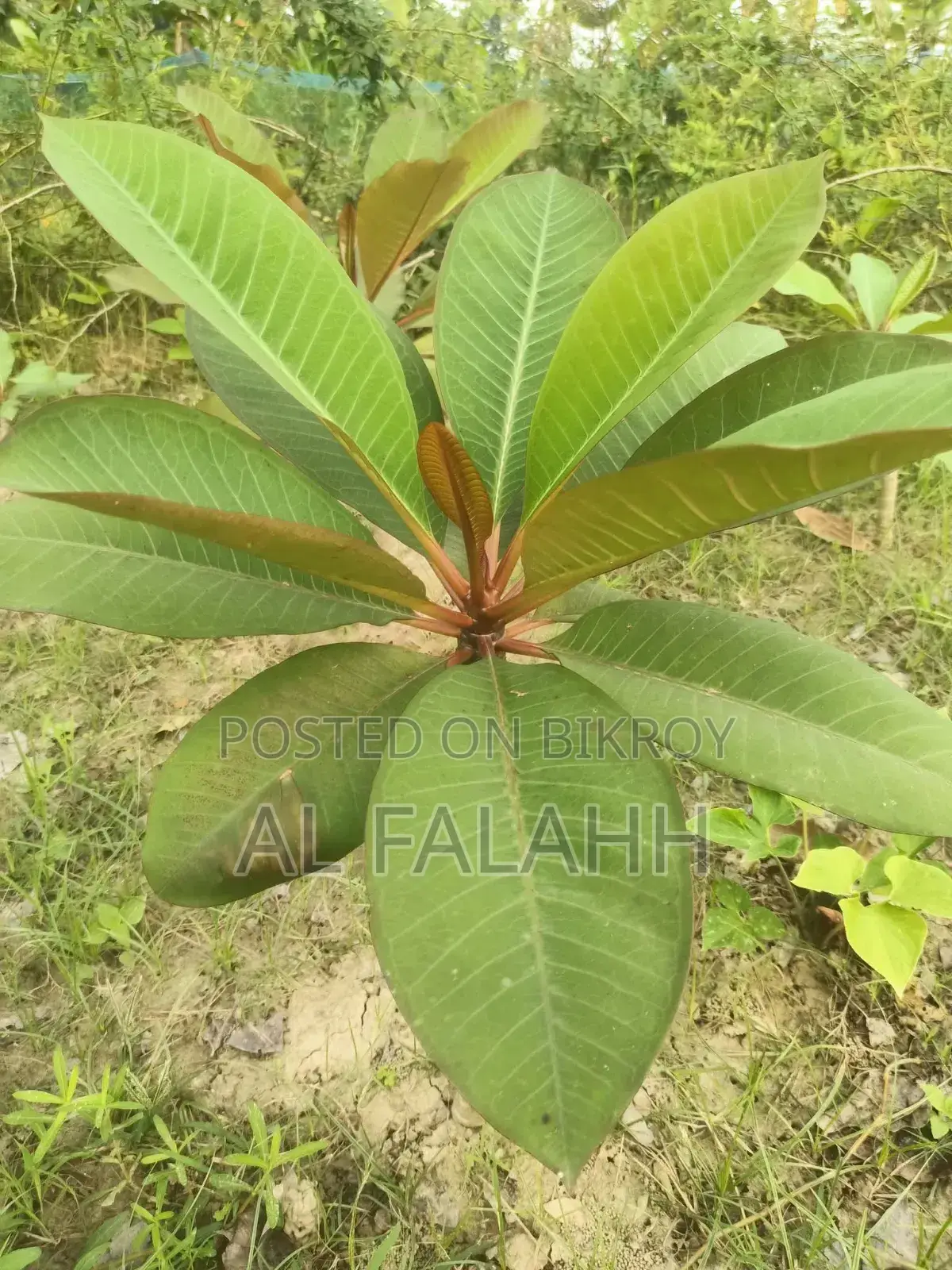 Plumeria Sapling