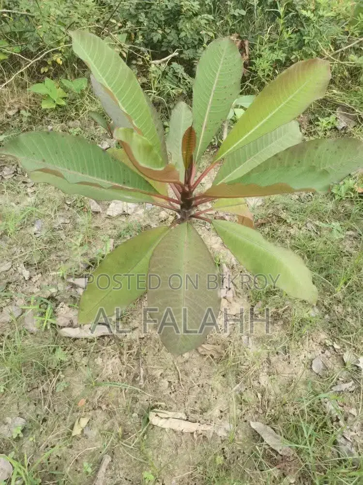 Plumeria Sapling