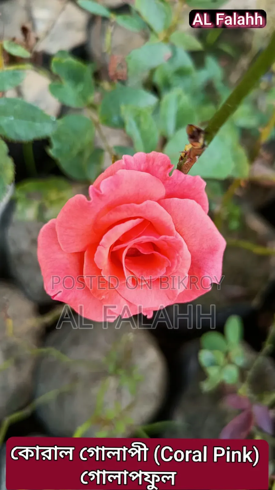 Rose Flower Sapling