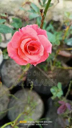 Rose Flower Sapling