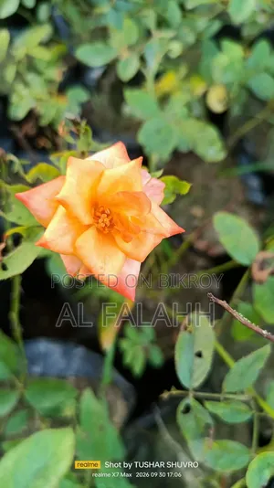 Rose Flower Sapling