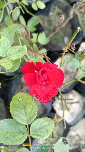 Rose Flower Sapling