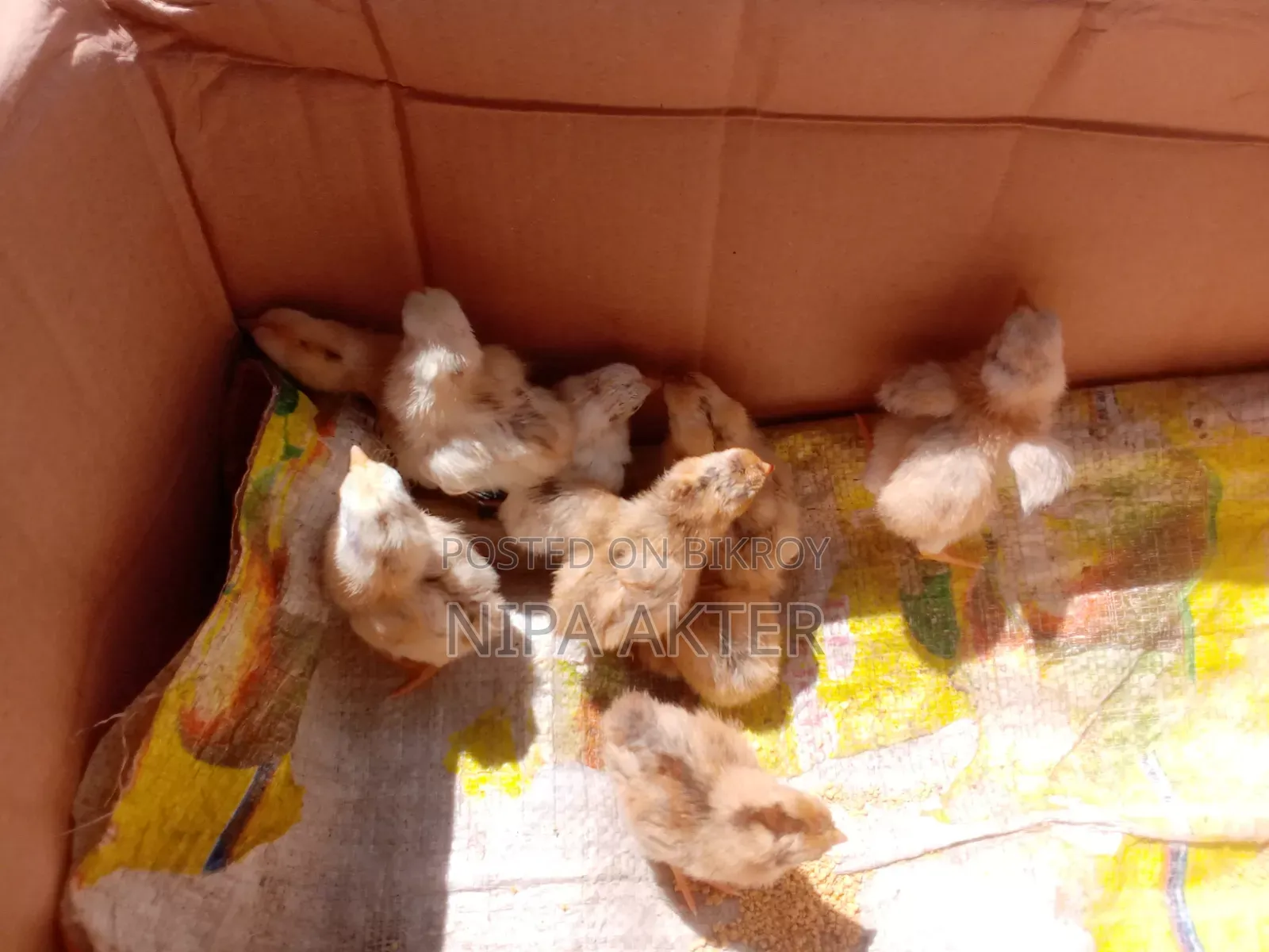 Aseel Chicks