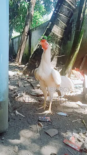 Aseel Chicks