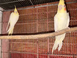 লুটিনো ককাটেল ইয়েলো ২ জোড়া রানিং