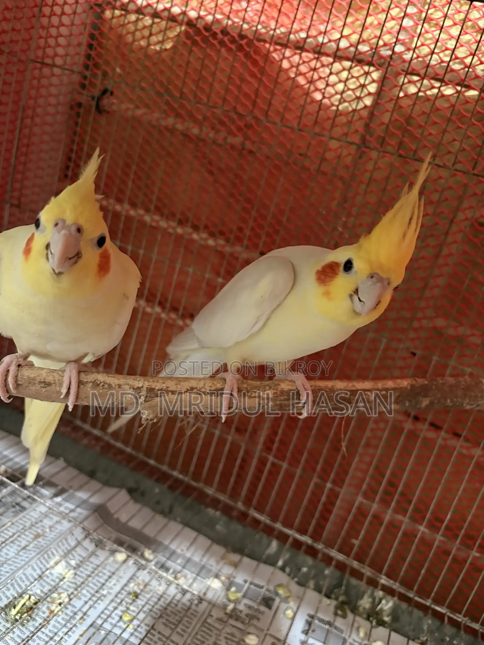লুটিনো ককাটেল ইয়েলো ২ জোড়া রানিং