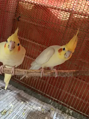 লুটিনো ককাটেল ইয়েলো ২ জোড়া রানিং