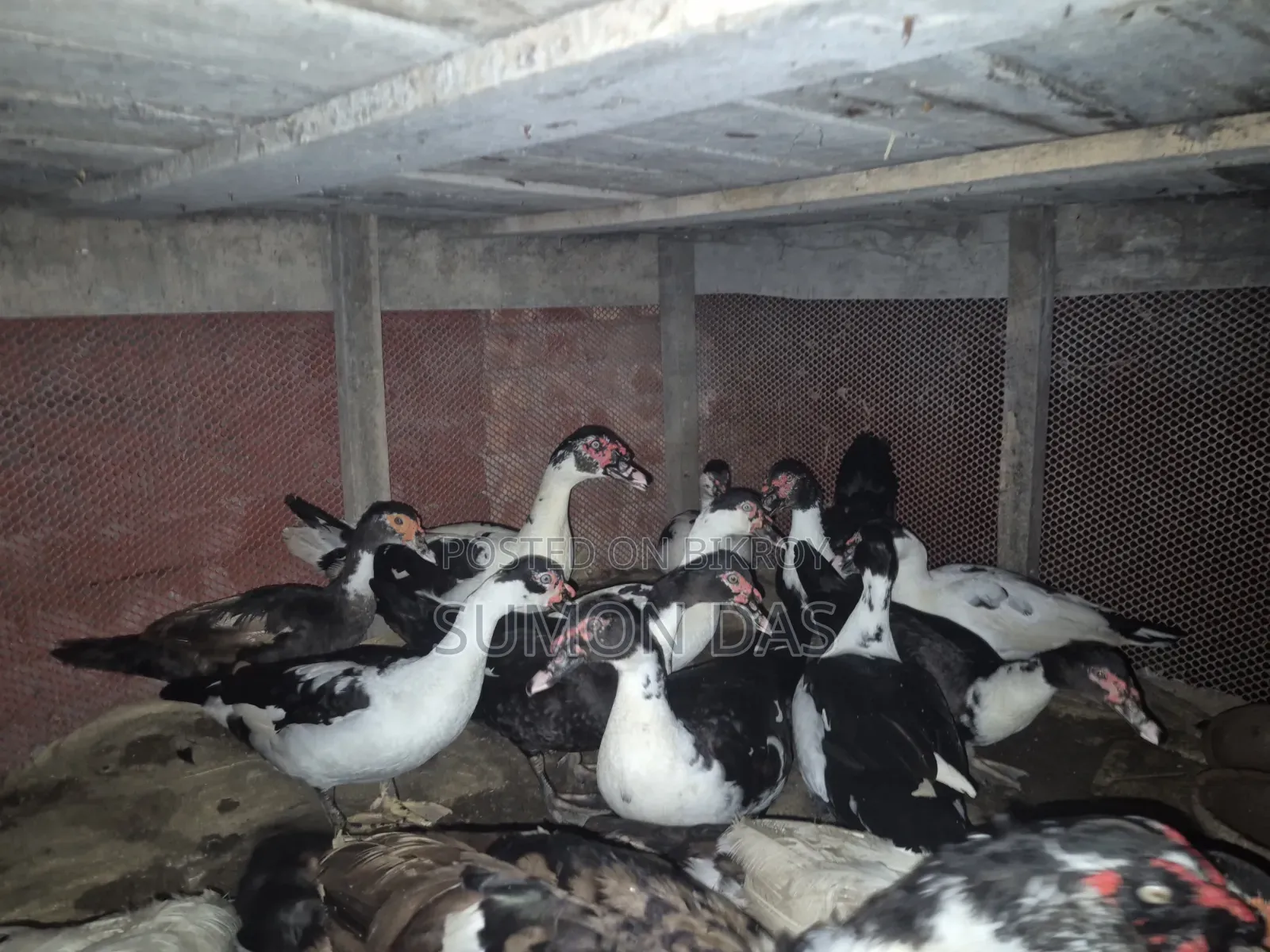 Running Laying Muscovy Duck