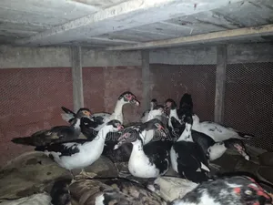 Running Laying Muscovy Duck