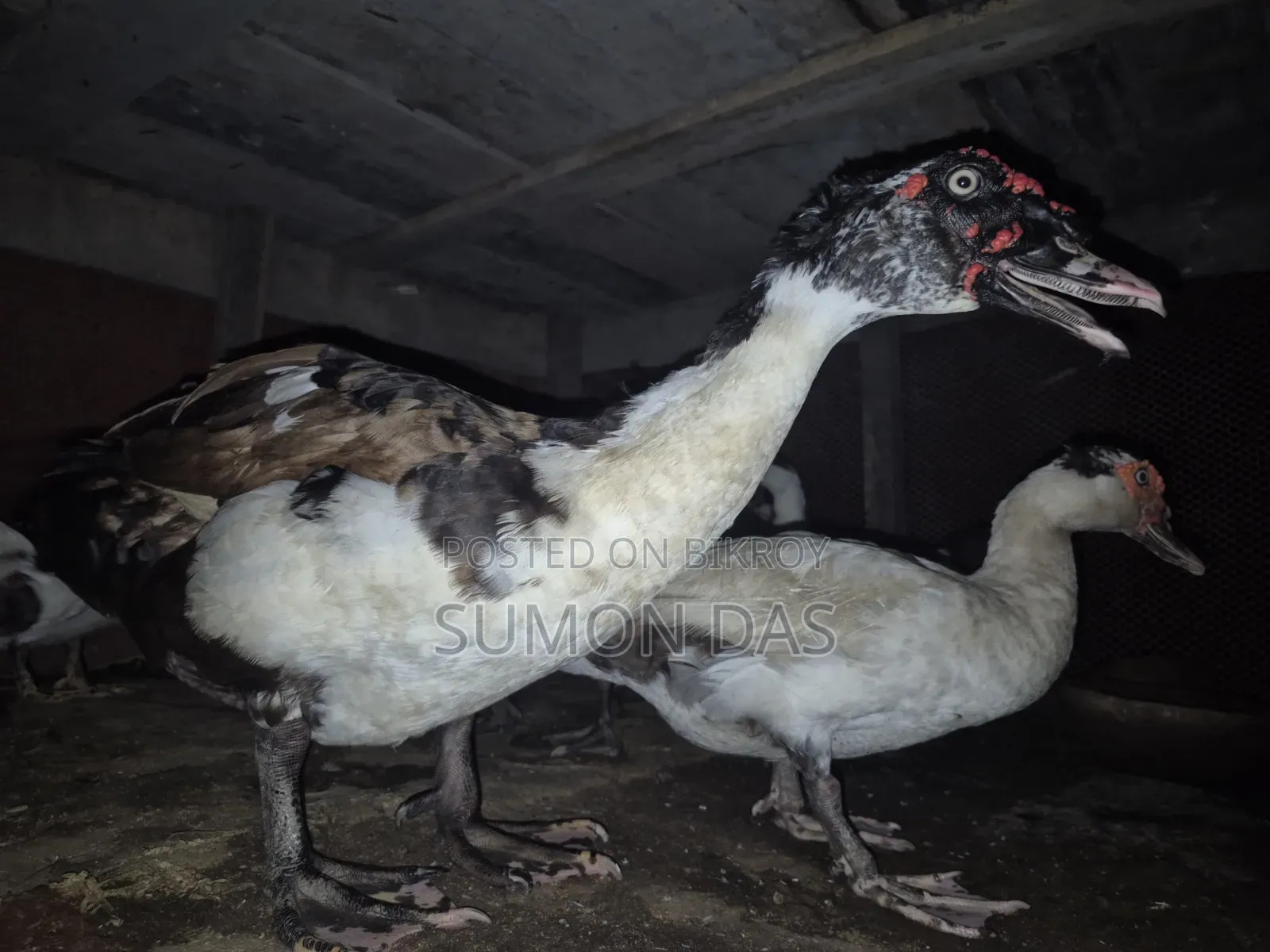 Running Laying Muscovy Duck