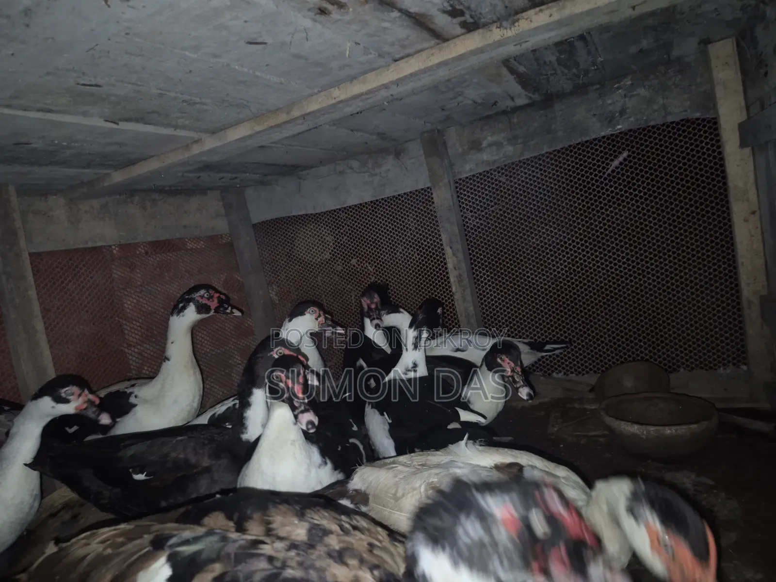 Running Laying Muscovy Duck
