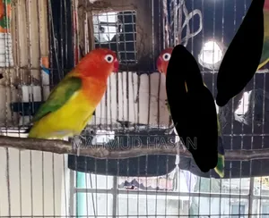 Love Bird Female