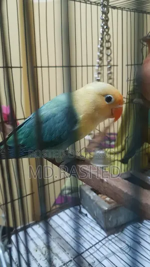 Fischer's Lovebird Male