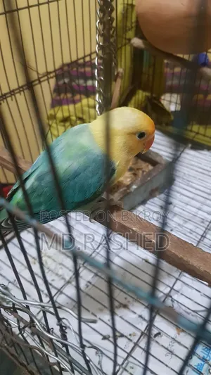 Fischer's Lovebird Male