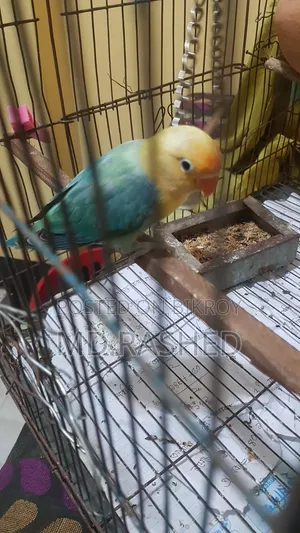 Fischer's Lovebird Male