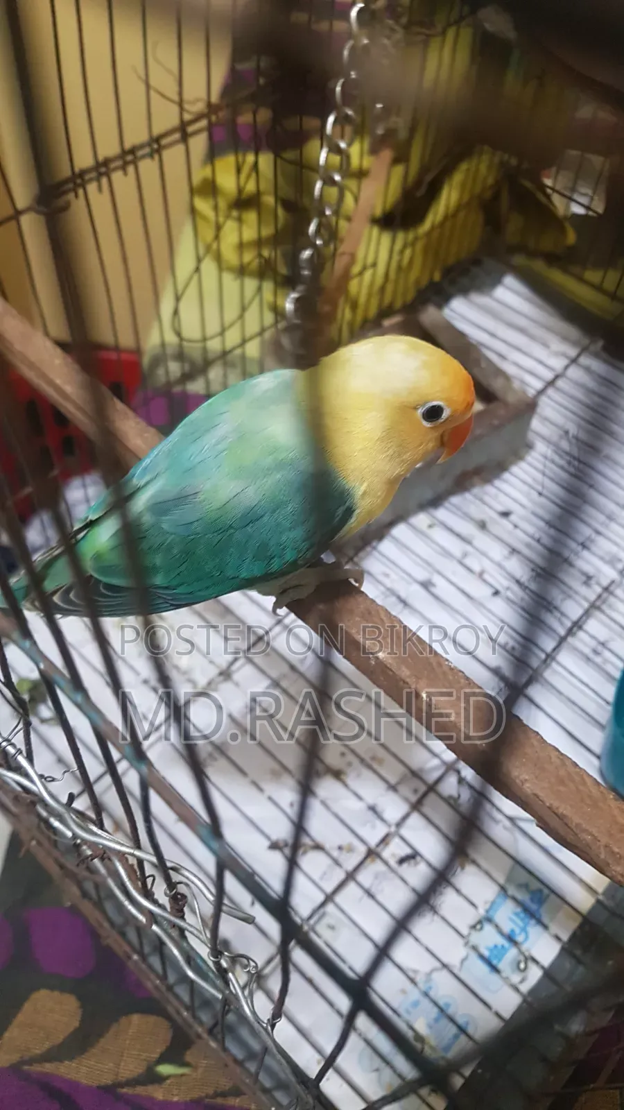 Fischer's Lovebird Male