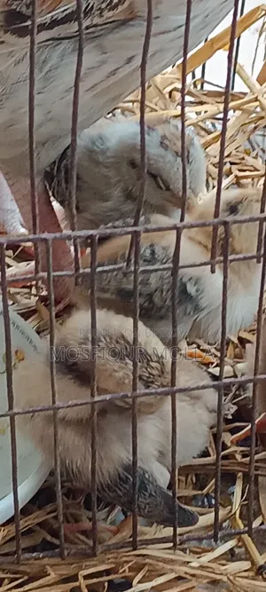 Chicks with Hen