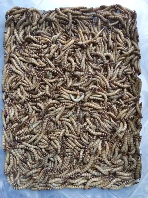 বিটল লার্ভা (৫০ পিসের দাম)