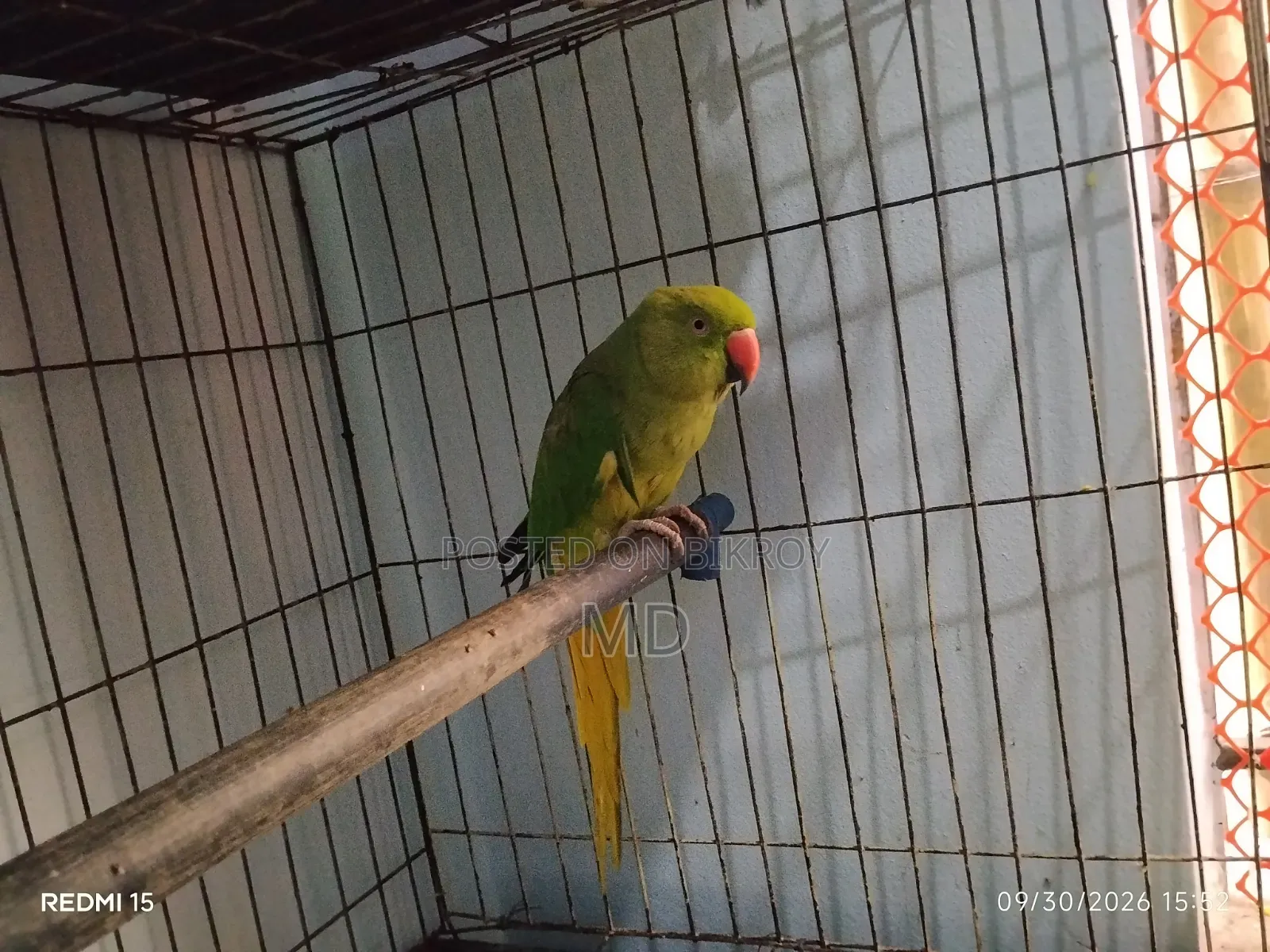 টিয়া পাখি (রিংনেক প্যারাকিট)