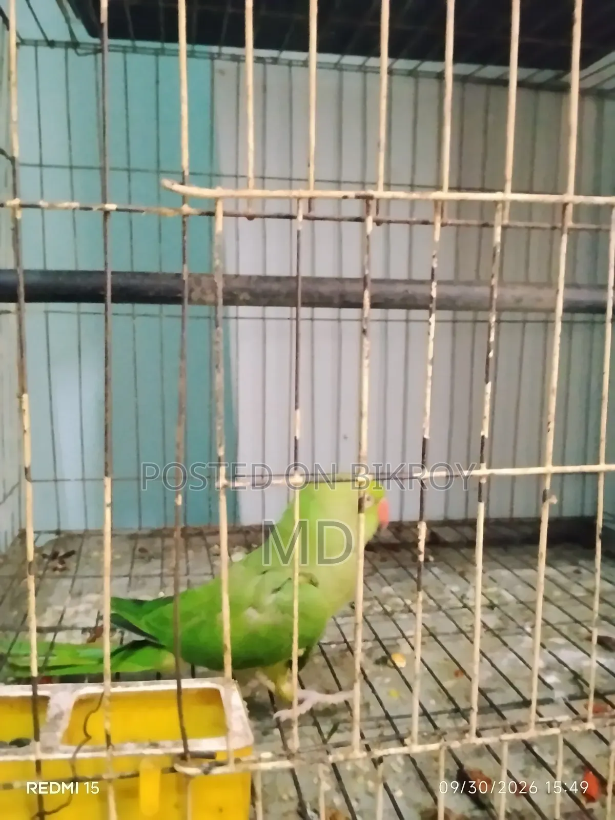 টিয়া পাখি (রিংনেক প্যারাকিট)