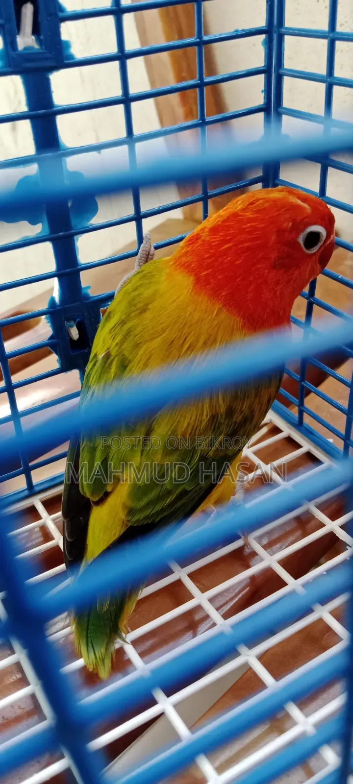 Love Birds