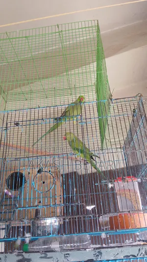 রানিং এক জোড়া টিয়া পাখি বিক্রি করব