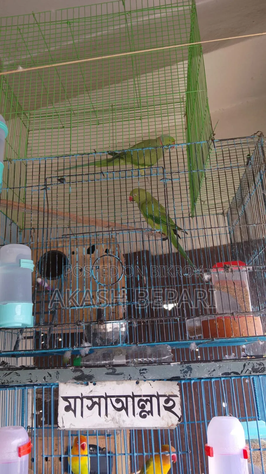 Will sell a running pair of parakeet birds