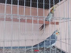 একজোড়া ককাটেল