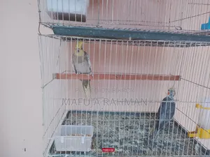 একজোড়া ককাটেল