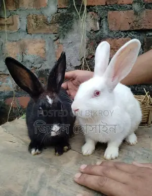 Rabbit Pair