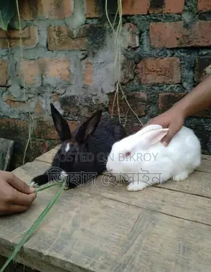 Rabbit Pair