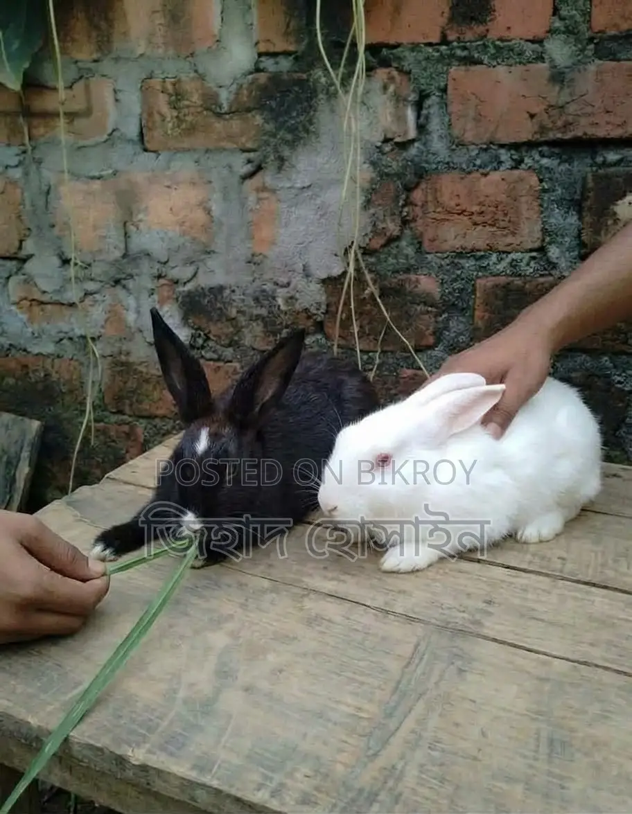 Rabbit Pair