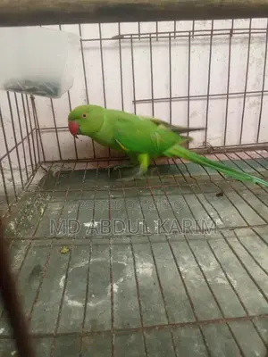 ইন্ডিয়ান রিংনেক
