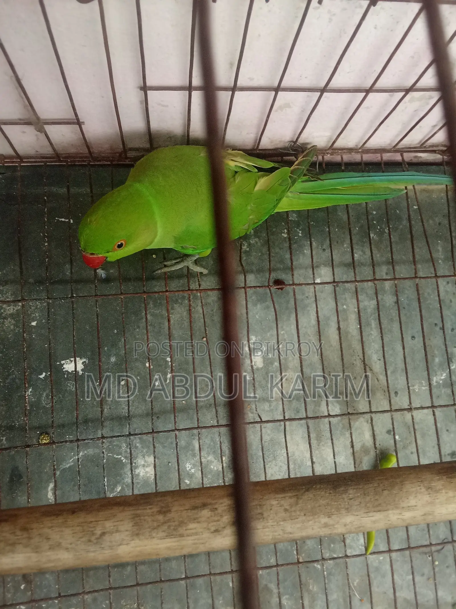 ইন্ডিয়ান রিংনেক