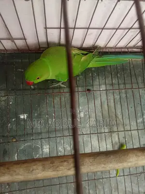 ইন্ডিয়ান রিংনেক