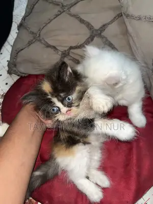 ১-৩ মাসের খাঁটি জাতের ফিমেল পার্সিয়ান