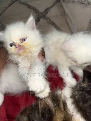 ১-৩ মাসের খাঁটি জাতের ফিমেল পার্সিয়ান
