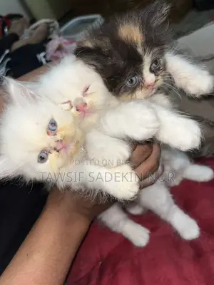 ১-৩ মাসের খাঁটি জাতের ফিমেল পার্সিয়ান