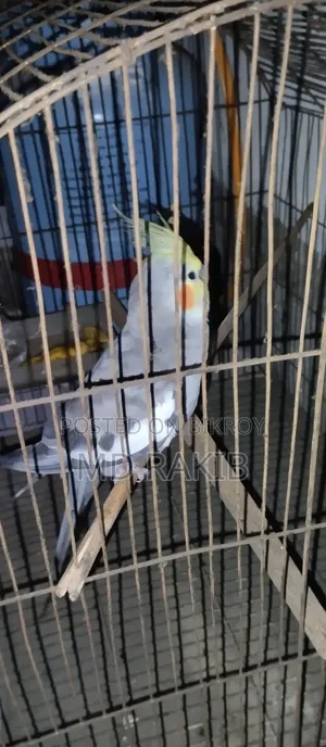 একটি টেম করা কোকাটেল পাখি বিক্রি করব