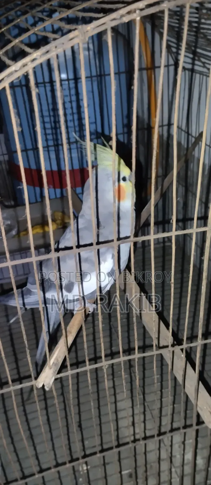 একটি টেম করা কোকাটেল পাখি বিক্রি করব