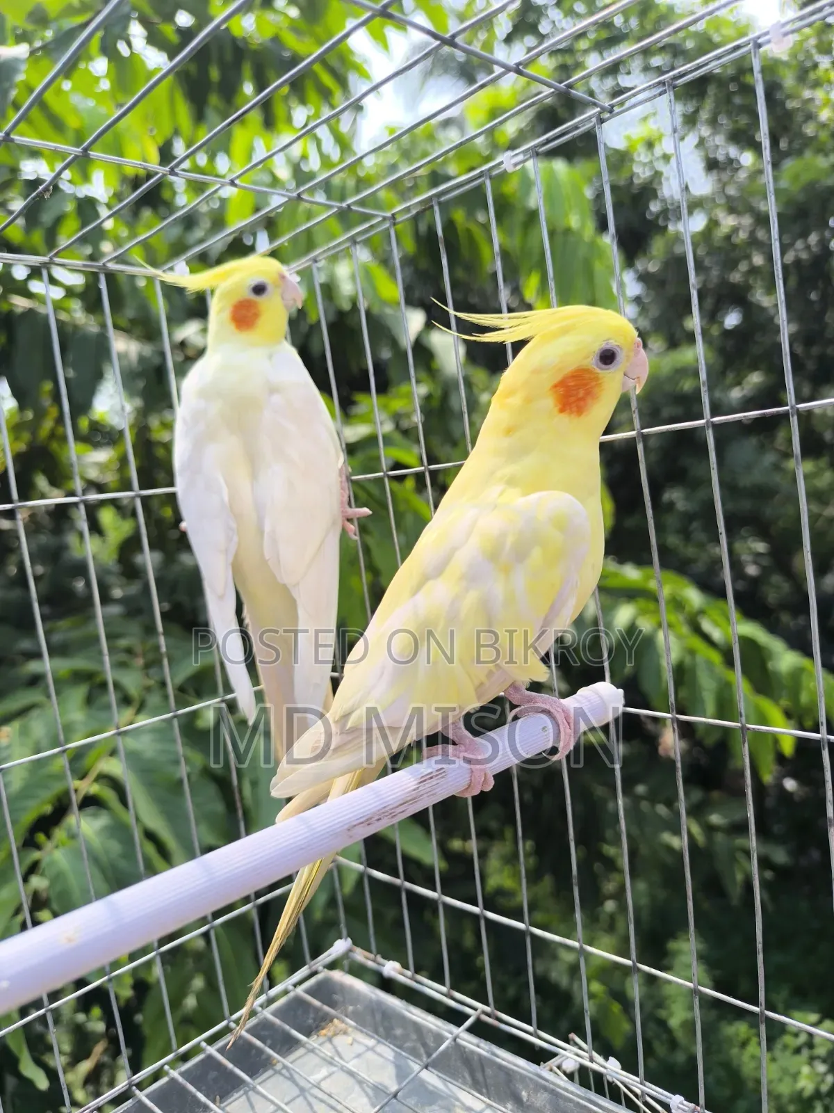 High Mutation Big Size Lutino Red Eyes Pearl Cockatiel Bird for Sale
